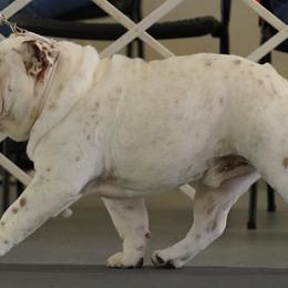 Bulldogs from Irresistibull Bulldogs