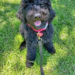 Goldendoodle Puppies from Zeusthemoosedoodles