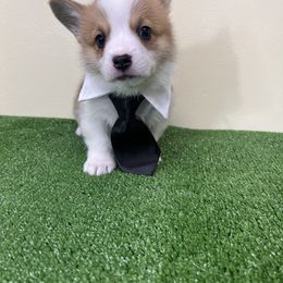 Pembroke Welsh Corgi Puppies from Chases Dream Kennel