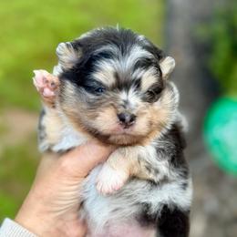 Betty - Blue merle female Pomeranian puppy in Willis, Texas from Treasured Jewels Pomeranians