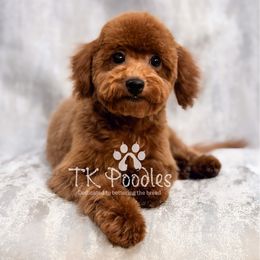 Leo - Red  male Poodle puppy in Belleville, New Jersey from TK Poodles