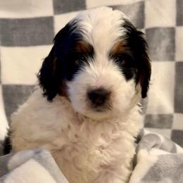 Milo - Tri-color male Bernedoodle puppy in Auburndale, Florida from Florida Mini Bernedoodles
