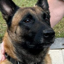 Belgian Malinois from Bayou State Malinois