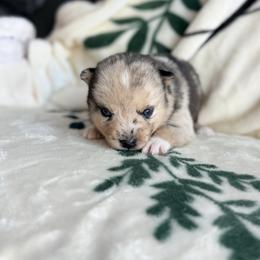 Freya - Merle female Pomsky puppy in Doon, Iowa from Luxury Pomsky