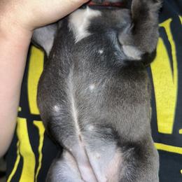 French Bulldog Puppies from Lewert’s puppies