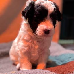 Cowie - Black and white female Bernedoodle puppy in Gainesville, Florida from Alyssa Xxweetdoodles