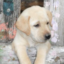 Labrador Retriever Puppies from Labrador Retriever Puppies