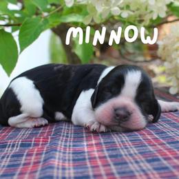 Minnow - Black and white female English Springer Spaniel puppy in Barnstead, New Hampshire from C & S Farms