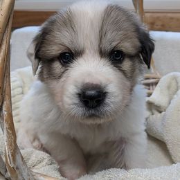 Great Pyrenees Puppies from Duck Creek Poultry Place