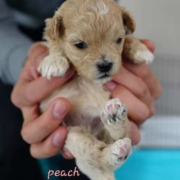 Peach collar female - Liver and white female Shihpoo puppy in Williamsville, New York from Nell’s Doodle & Dolls