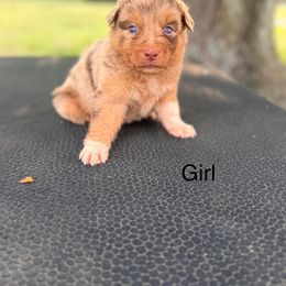 Butterfinger - Red merle female Australian Shepherd puppy in Big Sandy, Texas from Rocking S Ranch