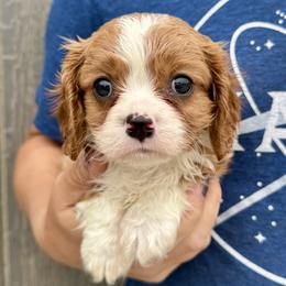Chili - Blenheim male Cavalier King Charles Spaniel puppy in Boardman, Ohio from Taliaferro Kennel