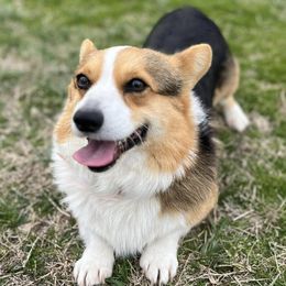 Miniature Australian Shepherds and Pembroke Welsh Corgis from Cannon Hill Kennels
