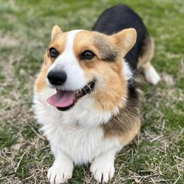 Miniature Australian Shepherds and Pembroke Welsh Corgis from Cannon Hill Kennels