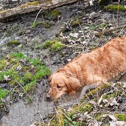 Golden Retrievers from Katherine Wolf