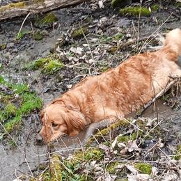 Golden Retrievers from Katherine Wolf