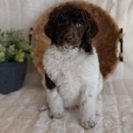 Hiccup - Parti male Poodle puppy in Hartwell, Georgia from Lake Hartwell Standard Poodles