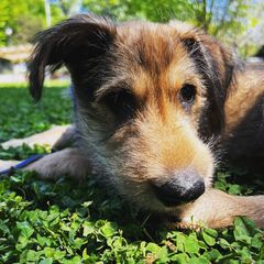 Berger Picard Puppies from Stargazer Berger Picards