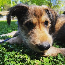 Berger Picard Puppies from Stargazer Berger Picards