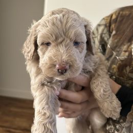 Daisy - Cream female Aussiedoodle puppy in Tolar, Texas from Massey Ranch