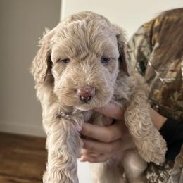 Daisy - Cream female Aussiedoodle puppy in Tolar, Texas from Massey Ranch