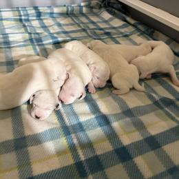 Male 3 - White and black male Dalmatian puppy in Louisa, Virginia from Dalmatian Creation LLC