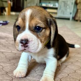 Yellow - Black tan and white male Beagle puppy in Viper, Kentucky from Mountain Top