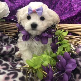 Cavapoo, Maltipoo, and Poodle Puppies from My Sweet Poodles and Doodles