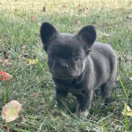 French Bulldog Puppies from Christie's Frenchies