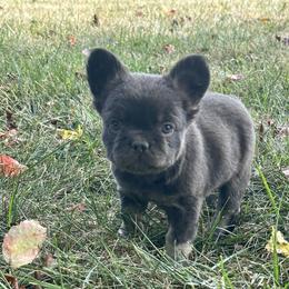 French Bulldog Puppies from Christie's Frenchies