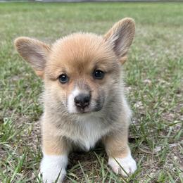 Snickers - Red female Pembroke Welsh Corgi puppy in Ocala, Florida from Rivermont Farm