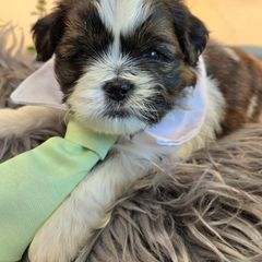Gulliver - Brown and white Shichon puppy in Upland, California from IDREAMOFPUPPIES