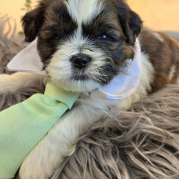 Gulliver - Brown and white Shichon puppy in Upland, California from IDREAMOFPUPPIES