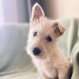 Sunny - Wheaten female Scottish Terrier puppy in Coeur D'alene, Idaho from Kimball Kennels