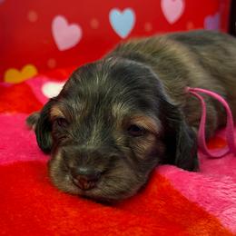 Bunny - Brindle female Dachshund puppy in Mt Sterling, Ohio from Murphy's 4 paws and a tail