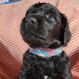 Bernedoodles and Sheepadoodles from Josies perfect doodles
