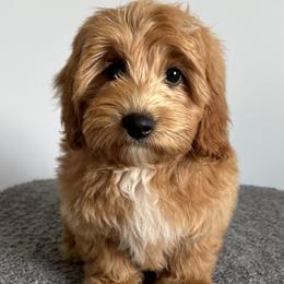 Cavalier King Charles Spaniels, Cavapoochons, and Goldendoodles from Timshell Farm: Specialty Crossbreed Puppies