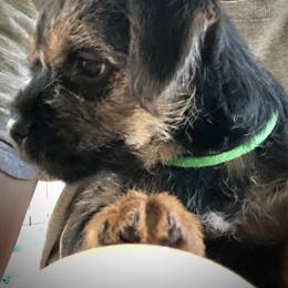 Border Terrier Puppies from Fortune Farms