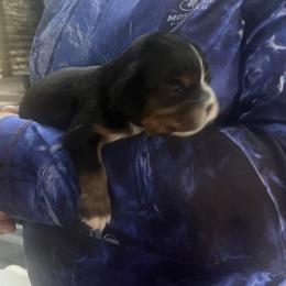 Girl 1 - Black and tan female Cavalier King Charles Spaniel puppy in Morriston, Florida from Cutesy Cavaliers