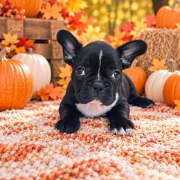 Claussen - Black male French Bulldog puppy in Tampa Bay, Florida from Woodpecker Ridge Pups