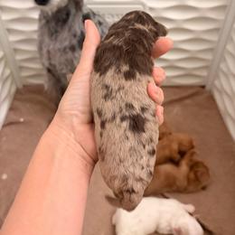 Buzz - Merle male Goldendoodle puppy in Point, Texas from Tiny Paws Goldendoodles