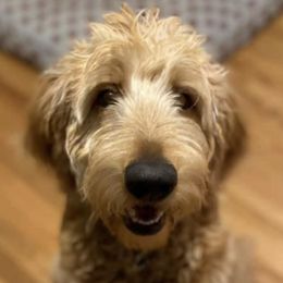 Goldendoodles from Gingers pups