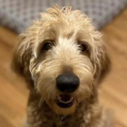 Goldendoodles from Gingers pups