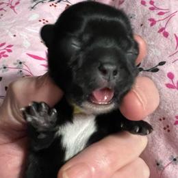 Yellow - Faith Hill - Black and white female Shorkie puppy in Mays Landing, New Jersey from Fancy Paws Shorkies & Shih Tzus