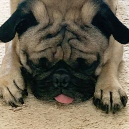 Pugs from PerfectlyPreciousPugs