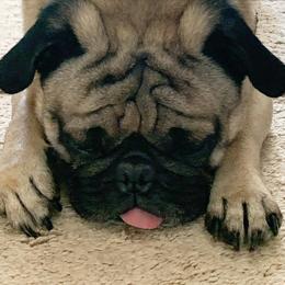 Pugs from PerfectlyPreciousPugs