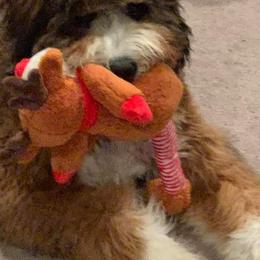 Bernedoodle All Grown Up from Backwoods Bernedoodles