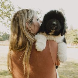 Newfoundland Puppies from Rainshadow Newfoundlands