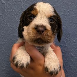 Cinderella - Liver white and tan female English Springer Spaniel puppy in Fort White, Florida from Thunderbird Springers
