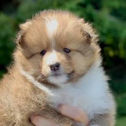 Shetland Sheepdog Puppies from Royal Tea Shelties